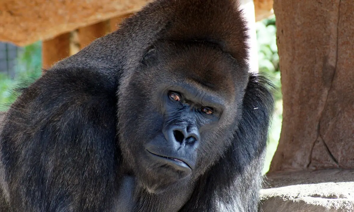 gorilla alpha male